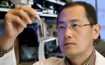 Le prix Nobel de médecine pour les cellules souches
