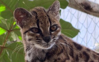 Leopardus tilcayo, un nouveau félin identifié en Bolivie